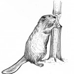 Beaver_gnawing_proppedNew