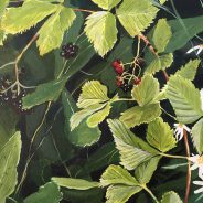 Summer Berries in Northern Ontario