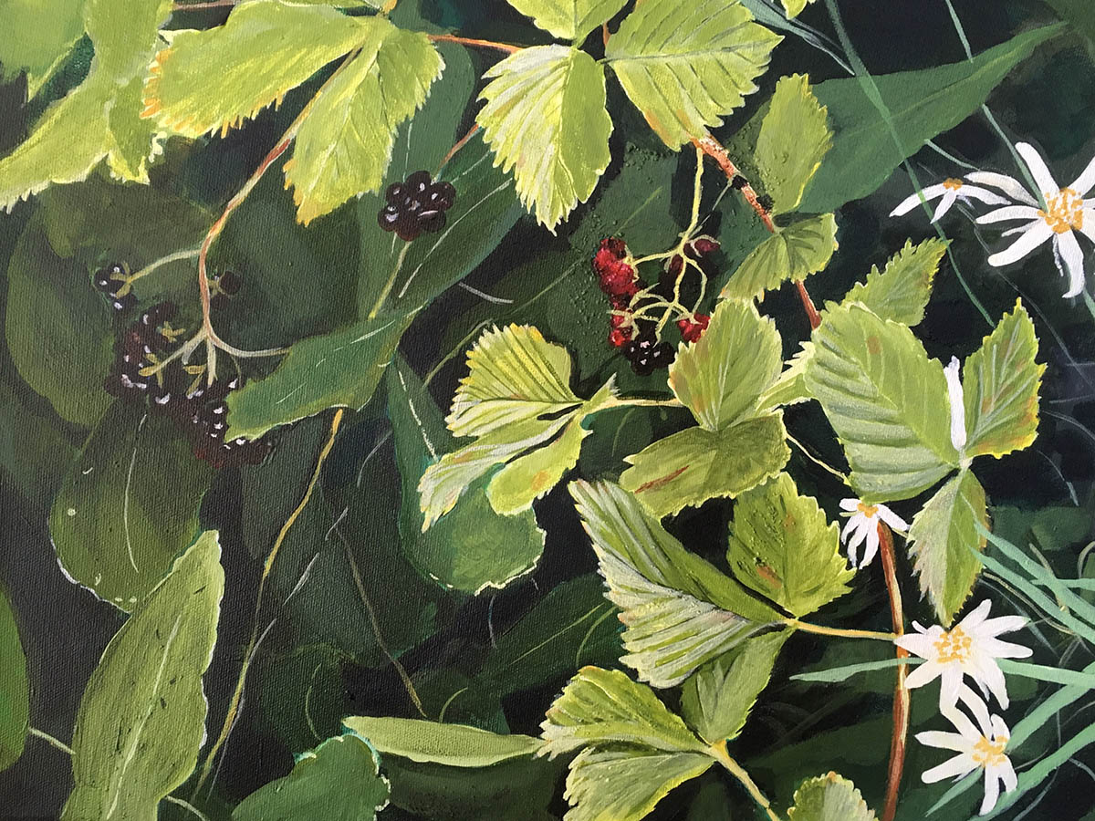 Blackberries ripe for the picking