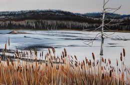 Cattails and Beaver Dams